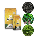 Brachiaria Híbrida Dunamis P Gado De Leite 2kg Sementes