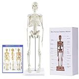 Breesky Modelo De Esqueleto Humano Para Anatomia Modelo De Esqueleto Humano De 43 Cm Com Braços E Pernas Móveis Modelo Científico Para Estudo E Exibição