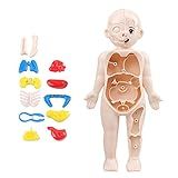 Brinquedo Anatomia Infantil Kit Modelo Corpo Humano 15 Peças Boneca Anatomia Do Tronco 1810 Cm Com Peças Removíveis Esqueleto Do Cérebro Visceral Para Crianças Interessadas