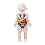 Brinquedo Educacional Corpo Humano Anatomia 3D