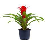 Bromélia Guzmania Kokedama 5 Mudas Planta Natural Coleção