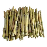Brs Capiaçu Embrapa Kit 500 Mudas Original Silagem