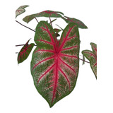 Bulbo Caladium Vermelho