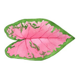 Bulbo De Caladium Rosa Caládio Tinhorão