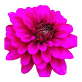 Bulbo De Flores Dalia Babylon Pink Gigante 01 Unidade