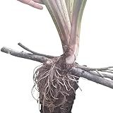 BULBO Planta Alocasia Aloha 100- Natural Rara Orgânica Folhas Verdes Gigantes Exuberantes - Perfeita Para Decoração De Lagos Fontes Externas Sala E Casa- Escritório E Lojas - Ornamental- Decorativa-