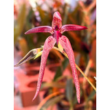 Escura