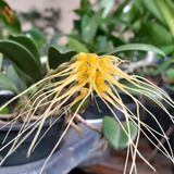 Bulbophyllum Vaginatum sem Flor