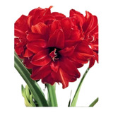 Bulbos De Flores Amarílis Amaryllis Bingo Dobrada