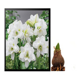 Bulbos De Flores Amarílis Amaryllis Dobrada Alaska Plus