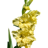 Bulbos De Flores Amarílis Lírio Gladíolos