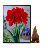 Bulbos De Flores Amaryllis Amarilis Bingo Dobrada 01 Unidade