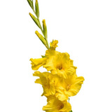 Bulbos De Flores Gladíolos Amarelos Palma