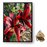 Bulbos De Flores Lírio Asiatico Vermelho