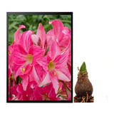 Bulbos De Flores Originais Amarílis Amaryllis Neon