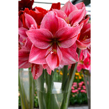 Bulbos Flores Amarílis Amaryllis Açucena Gervase