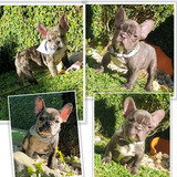 Buldogue Francês Exótico Lindos Filhotes Alto Padrão