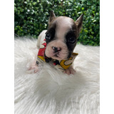 Buldogue Francês Macho Pelagem Clara