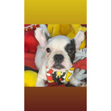 Buldogue Frances