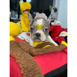 Buldogue Macho Com Pedigree