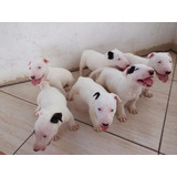 Bull Terrier Disponíveis Lindos Filhotes