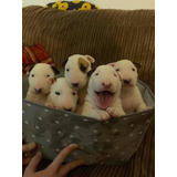 Pedigree