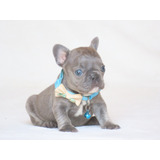 Bulldog Frances Blue Filhote Canil Minion Bull
