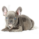Bulldog Frances Femea Filhote Canil Minion Bull
