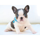 Bull