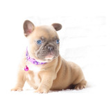 Bulldog Frances Filhote Canil Minion Bull Exotico