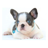 Bulldog Frances Lindo Filhote Buldog Canil Minion Bull