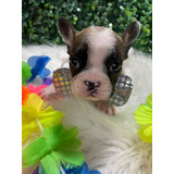 Bulldog Francês Marrom E Branco Meus Amigos