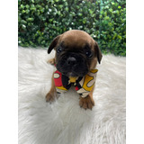 Bulldog Francês Marrom Meus Amigos