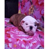 Bulldog Inglês Macho Vacinado chipado pedigree Entrego Hoje