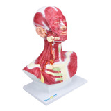 Cabeça C Musculatura Superficial Anatomia