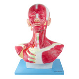Cabeça E Pescoço Muscular Anatomia Humana Fisiologia Estudo