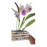 Cachepot De Madeira Para Orquídea Kit 5 Un 20x20 5 Haste