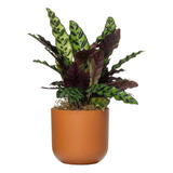 Decorar