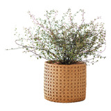 Cachepot Rattan Em Cimento Cor Bege