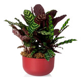 Decorar