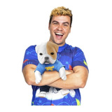 Cachorrinho Do Luccas Neto Youtuber Geek Roma