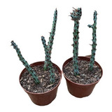 Cacto Euphorbia Aeruginosa Planta Raríssima Coleção