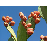 Cacto Figo Da Índia Ficus Sementes Fruta Para Mudas