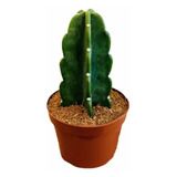 Cacto Mandacaru Sem Espinhos Exótico P11 Planta Natural