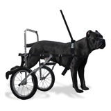 Cão