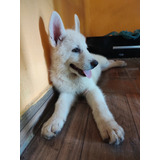 Suíço