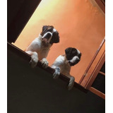 Cães Da Raça São Bernardo A