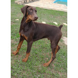 Cães Dobermann Filhote Com Pedigree