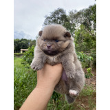 Cães Spitz Alemão Lulu Da Pomerania Fêmea Anão