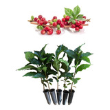 Plantio